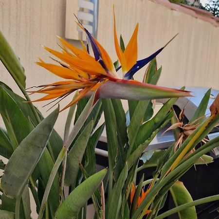 L'Oiseau Du Paradis Narbonne Eksteriør bilde