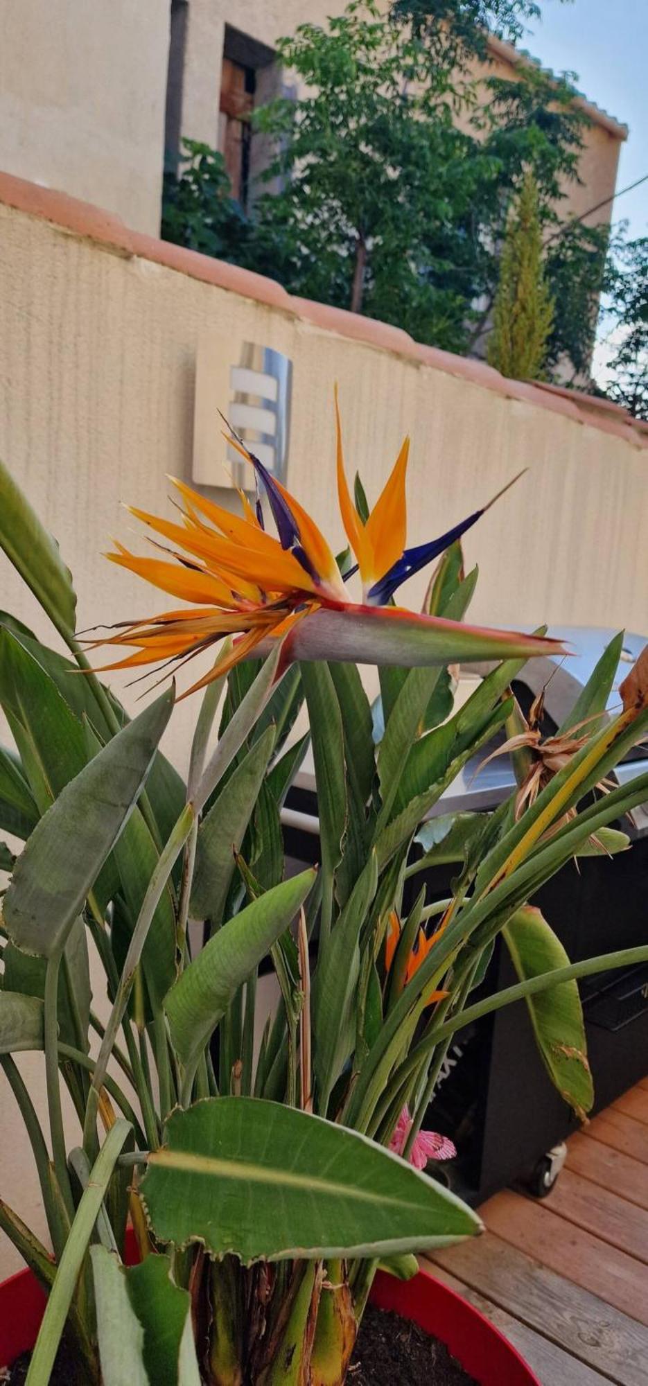 L'Oiseau Du Paradis Narbonne Eksteriør bilde
